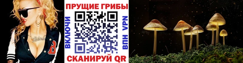 Псилоцибиновые грибы Psilocybe  цены наркотик  Южно-Сухокумск 